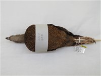 藏品(藍腹鷴)的圖片